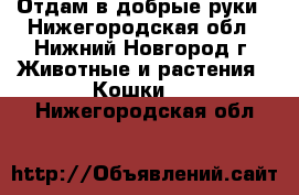 Отдам в добрые руки - Нижегородская обл., Нижний Новгород г. Животные и растения » Кошки   . Нижегородская обл.